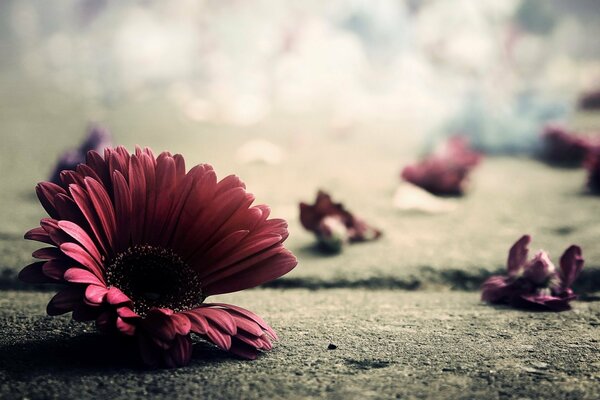 Foto macro di un fiore sull asfalto