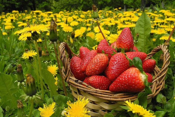 Fragole in un cesto su uno sfondo di denti di leone