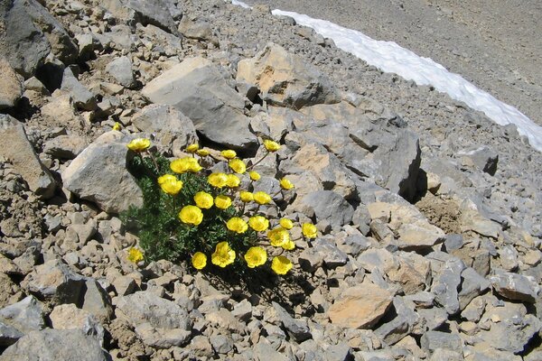 Helle Blumen haben ihren Weg durch die Steine gefunden