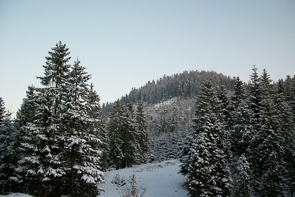 Christmas trees covered with white snow