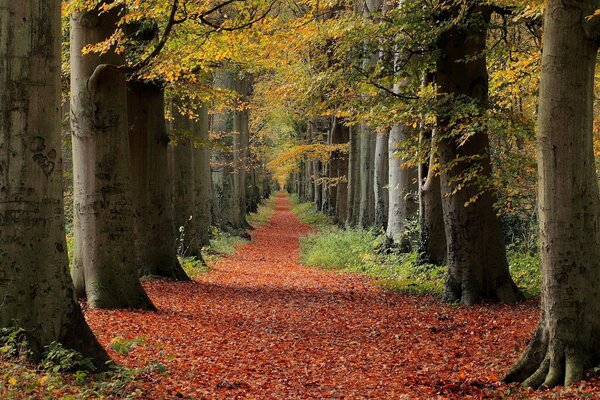 Autumn forest in beautiful weather