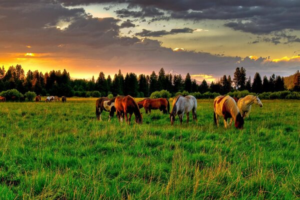 Caballos pastando en un Prado en medio de un bosque