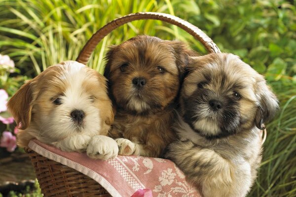 Three puppies in a basket