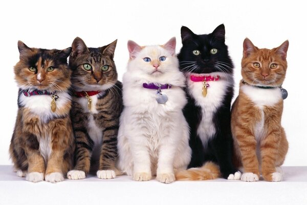 Five cats are sitting in collars