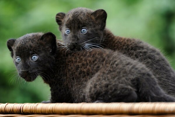 Two little panther cats