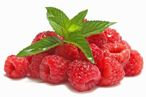 Red raspberries with mint leaves