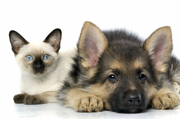 A puppy and a kitten are lying on a white