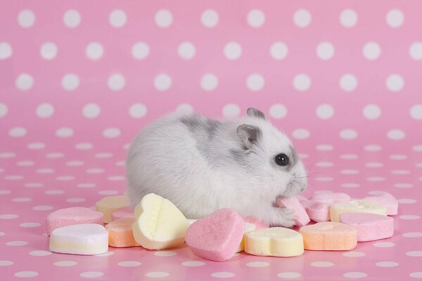 Hamster mange des bonbons sous la forme de coeurs