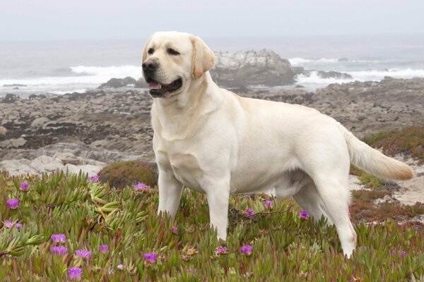 Labrador in a field with flowers