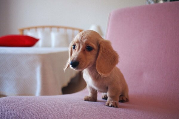 Chiot teckel assis sur une chaise rose