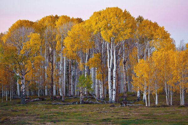 Les grands bouleaux lâchent des feuilles