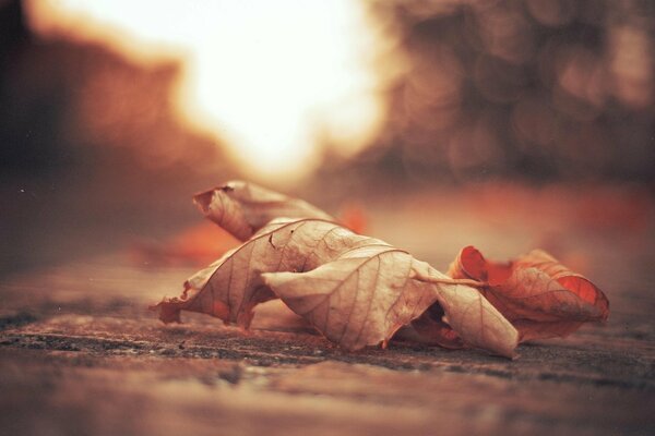 A dry maple leaf fell to the ground