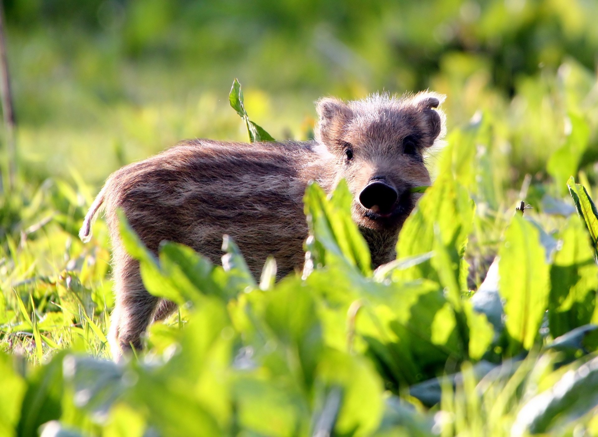 enfant herbe sanglier