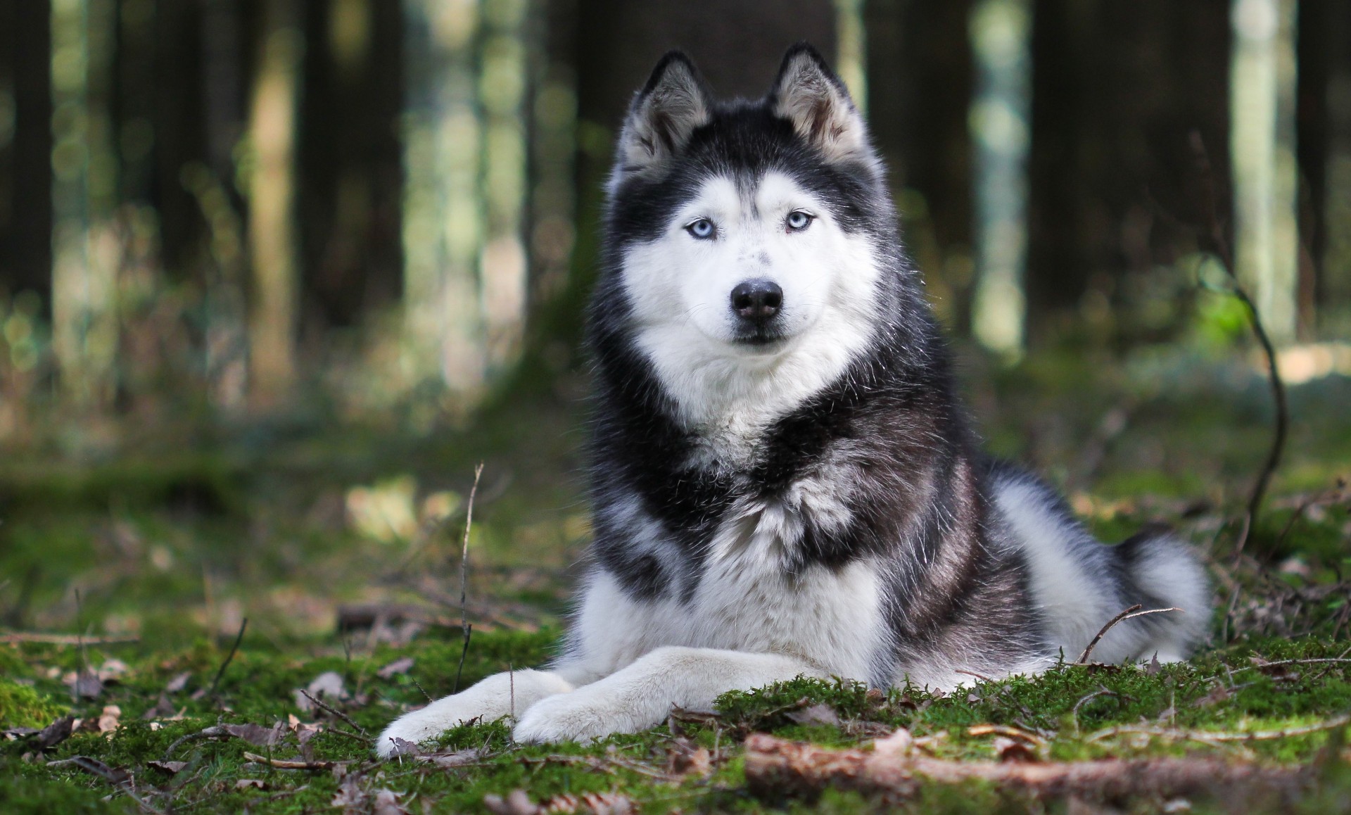 pies husky zwierzęta