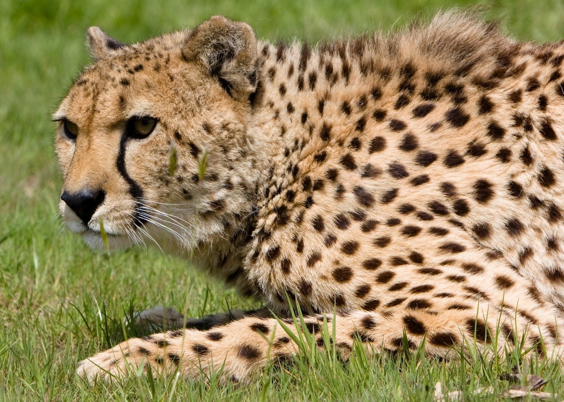 wild cat cheetah