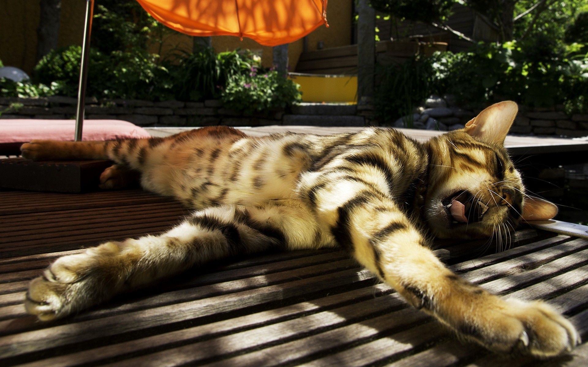 gestreift liegt katze sonne regenschirm gähnt