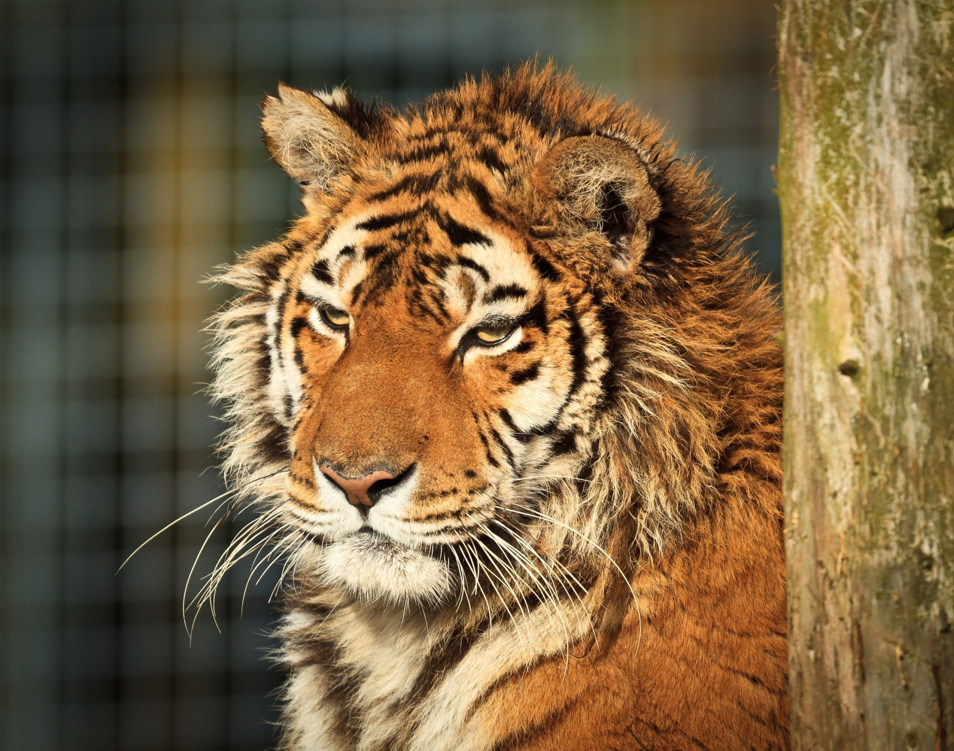 wildkatze zähne tiger