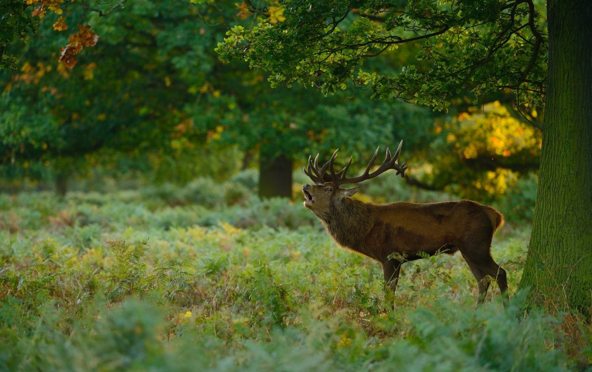 forest people reindeer