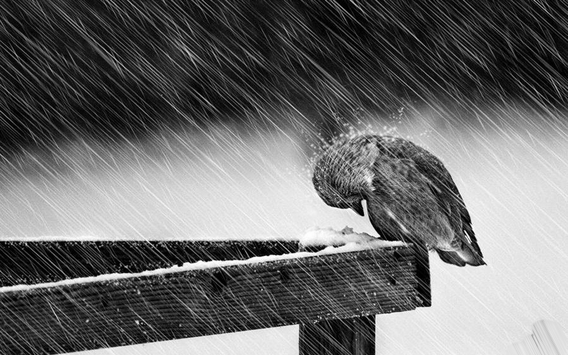 schnee stimmung wind winter vögel