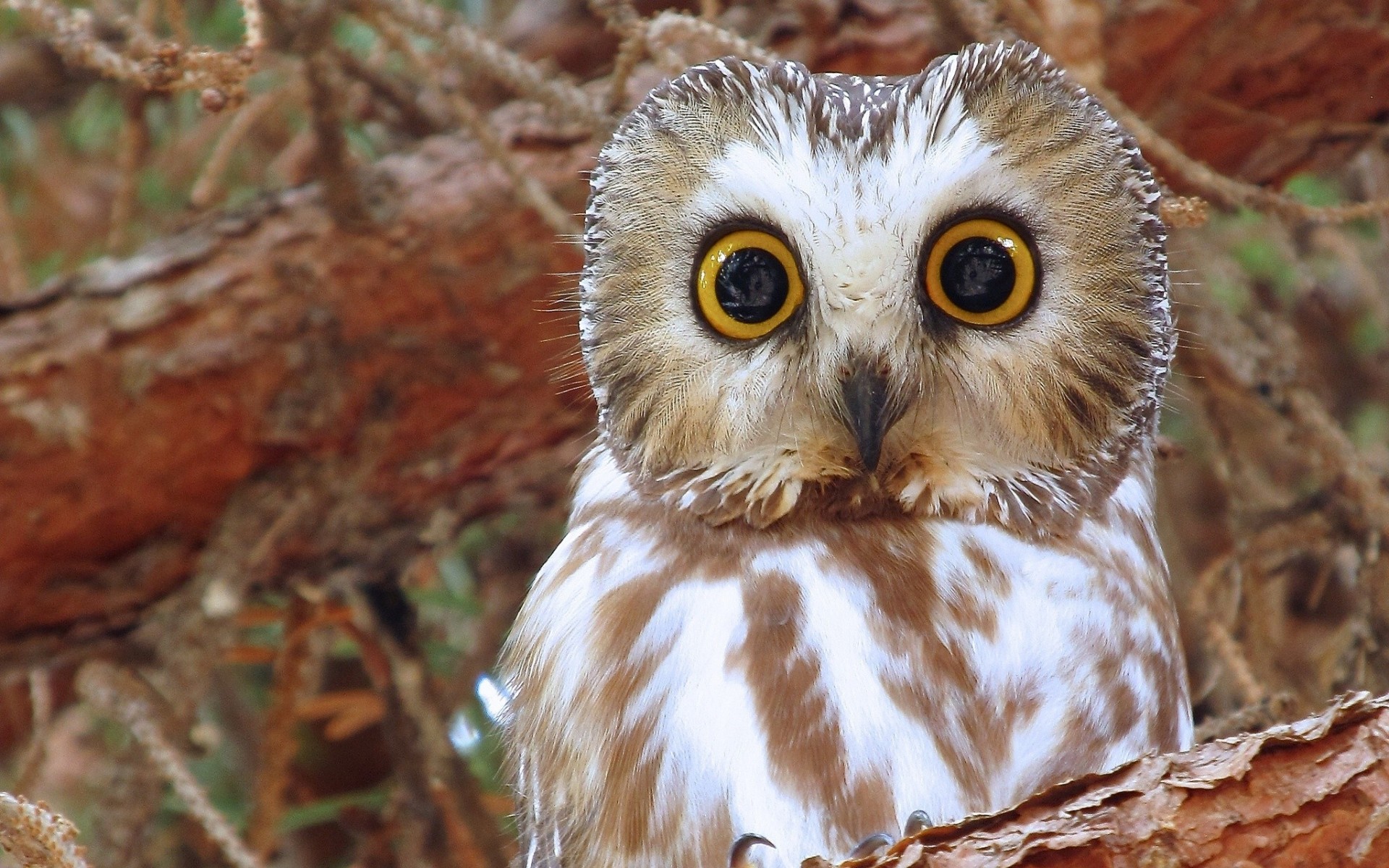 aves búho de patas peludas búho de patas peludas de américa del norte búho ojos