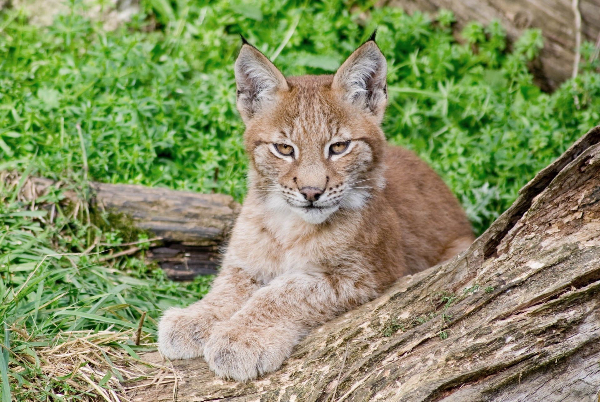 lince gato salvaje cachorro