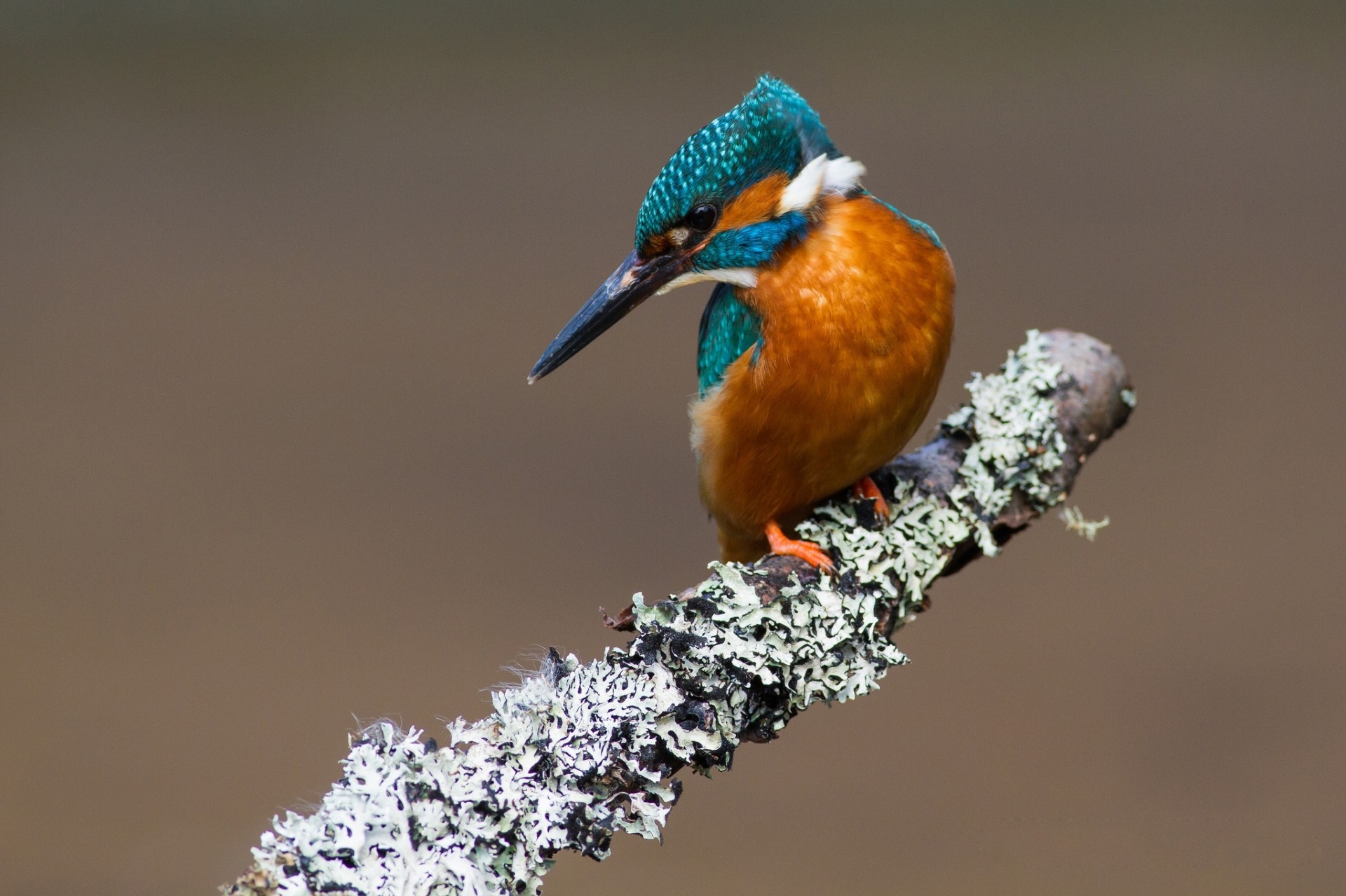 aves martín pescador