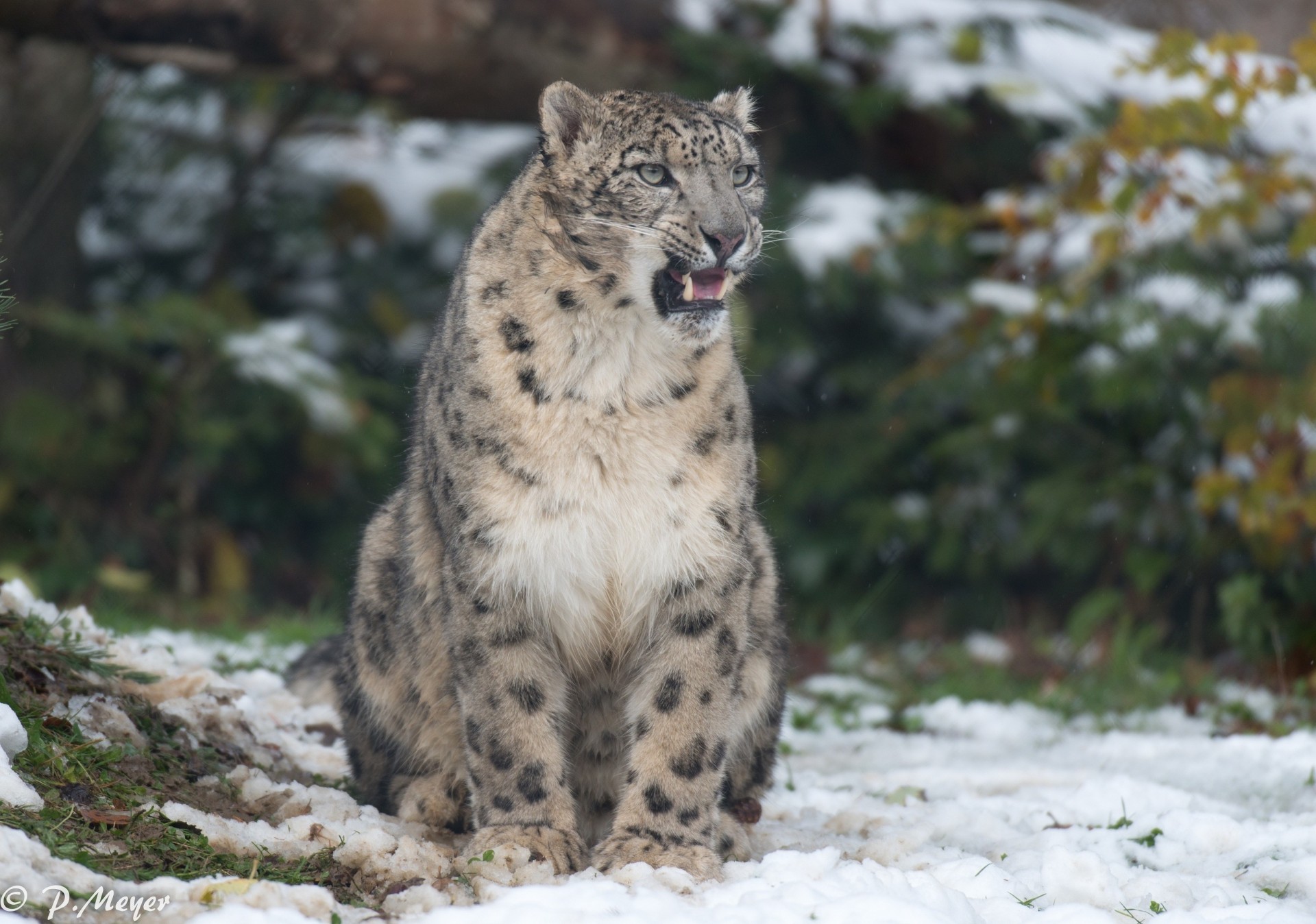 the beast fangs wild cat animals leopard