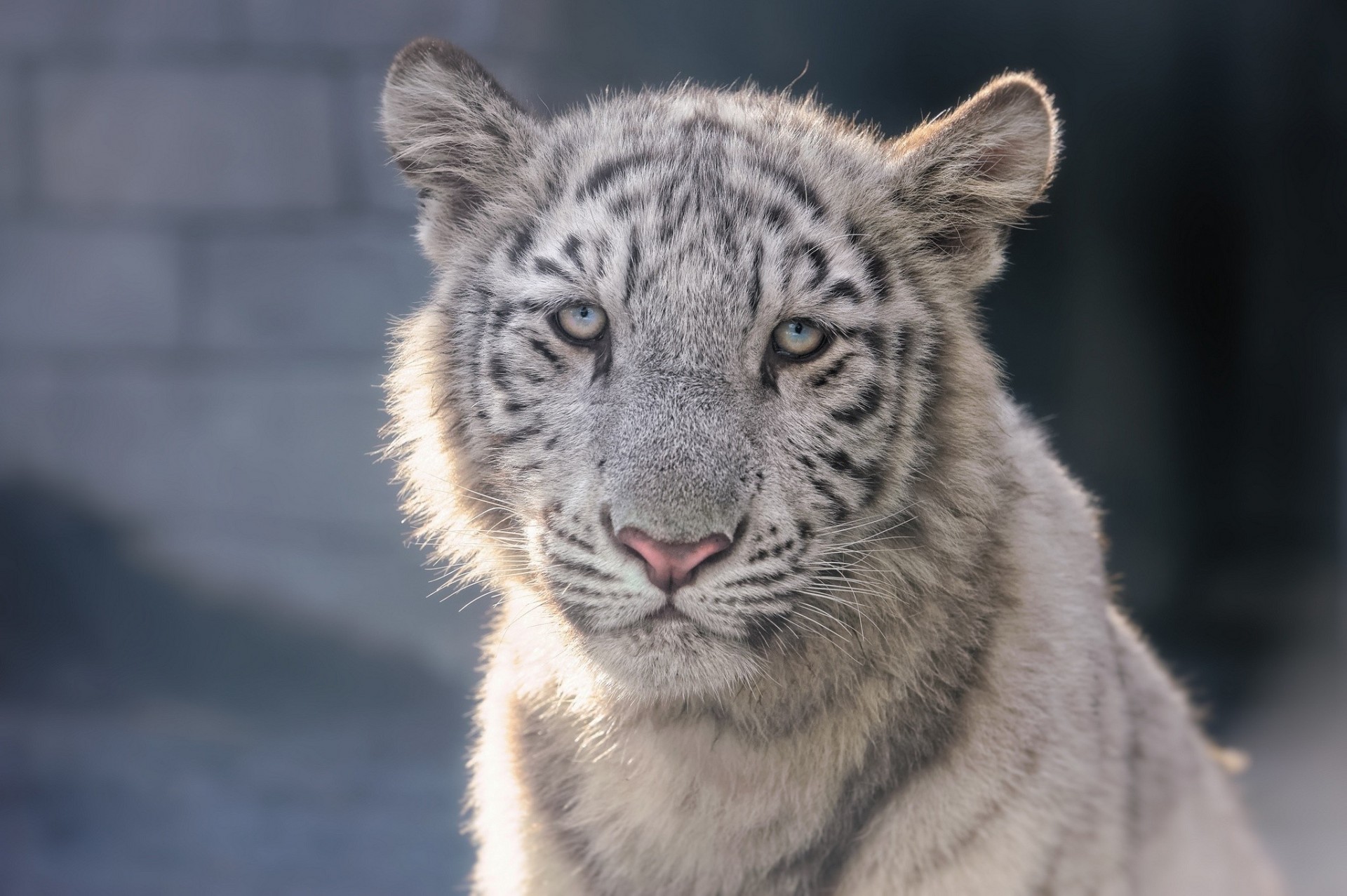 zähne tiger hüte kind jungtier