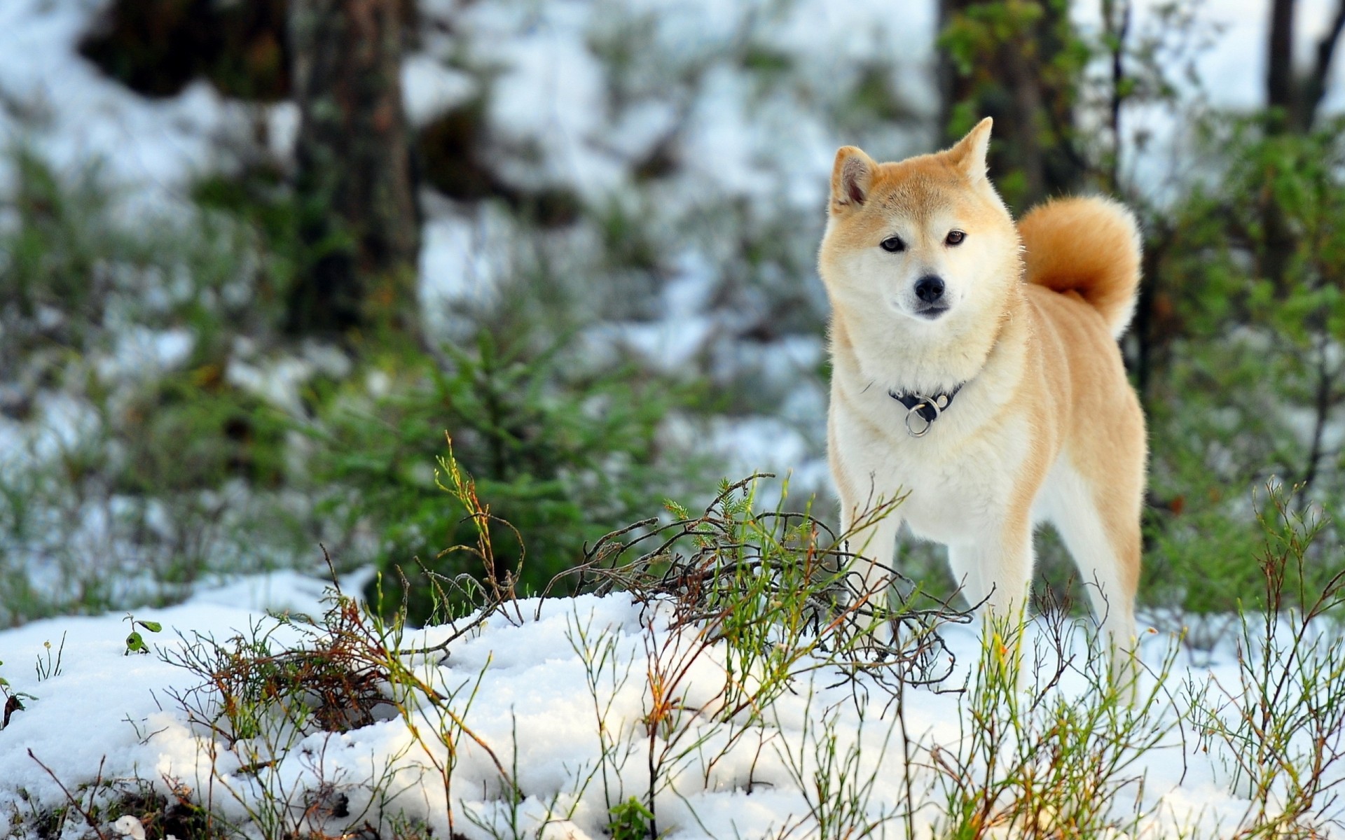 champ chien hiver