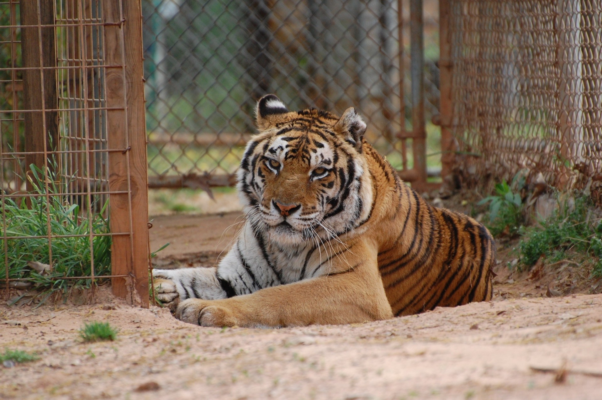 gatto selvatico tigre