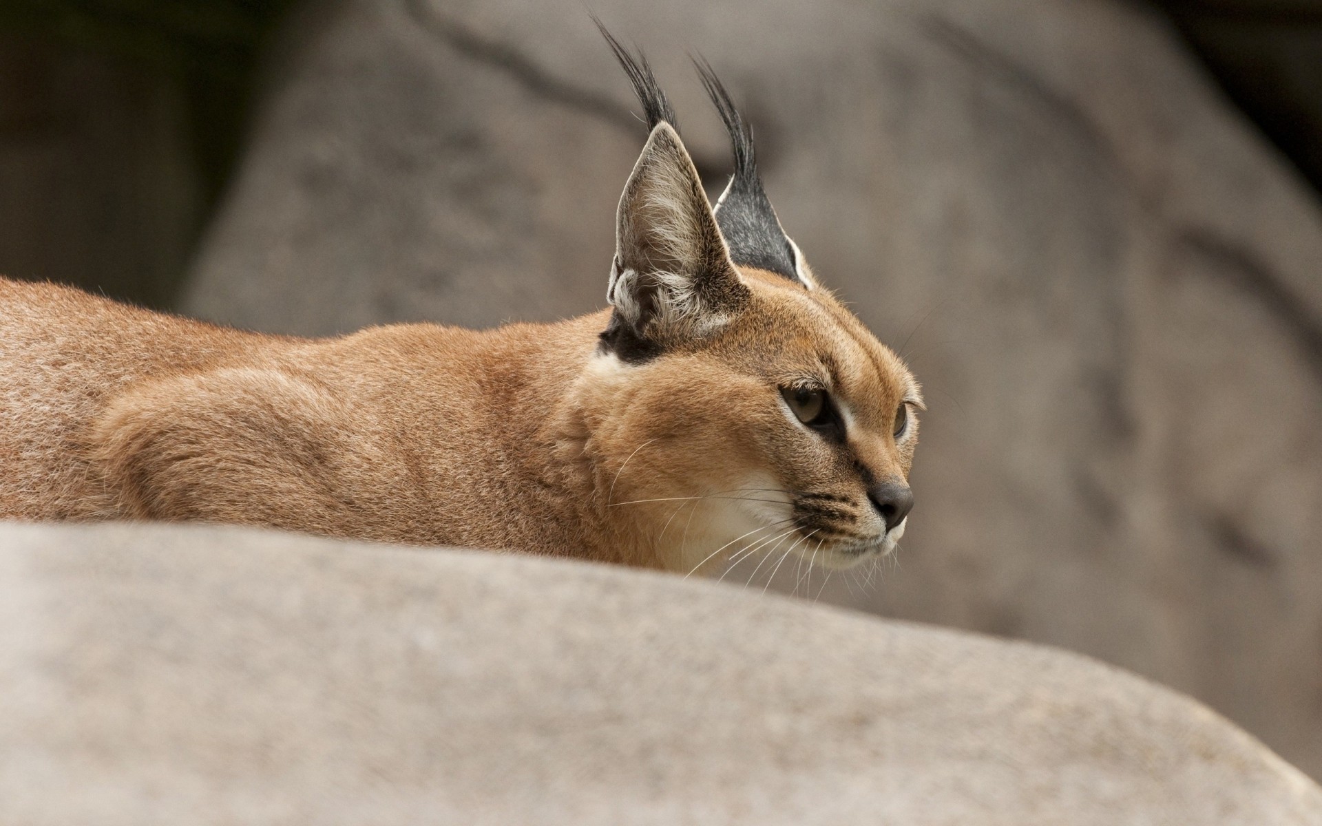 gatto selvatico caracal lince della steppa