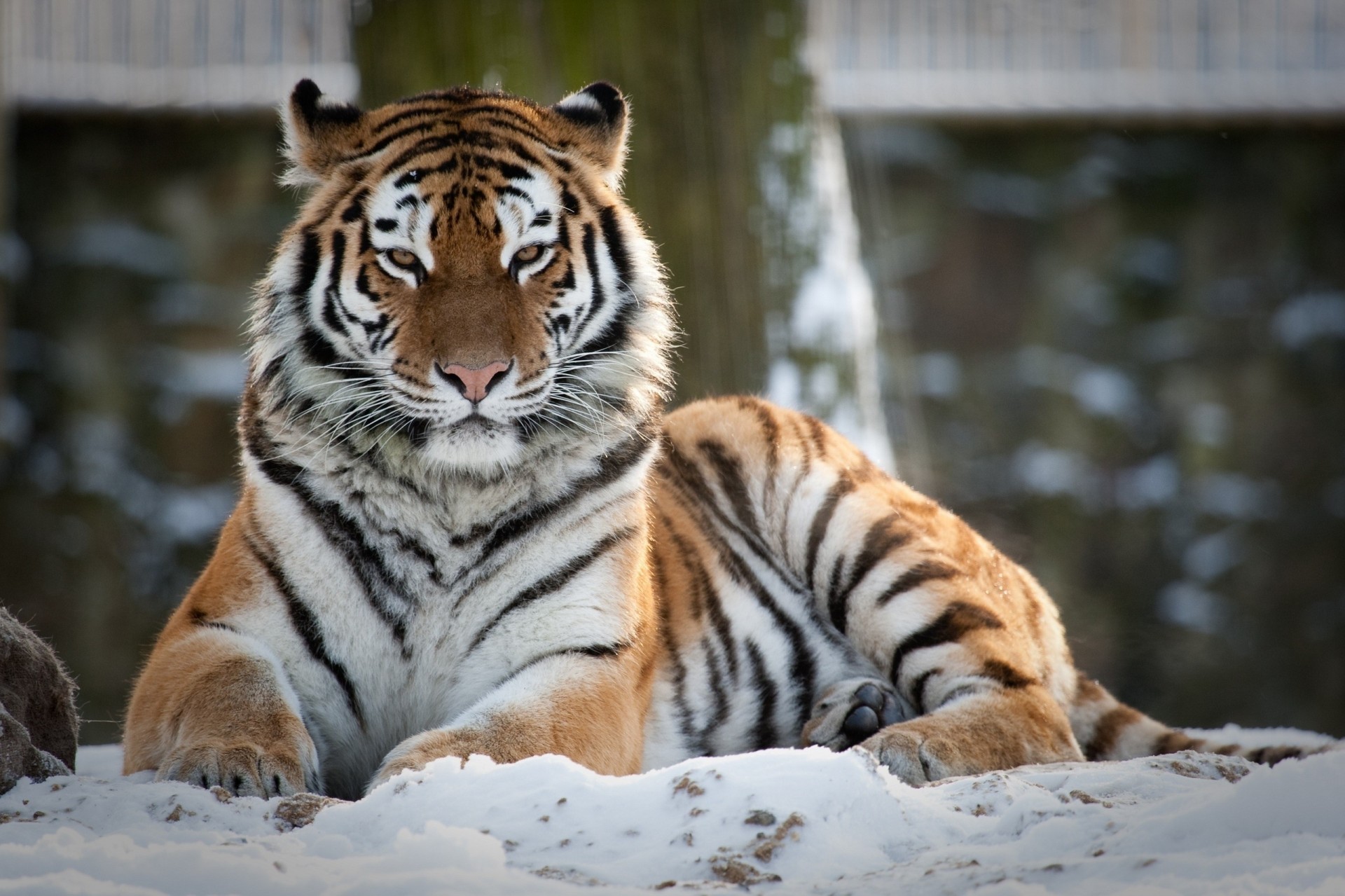 gato salvaje tigre