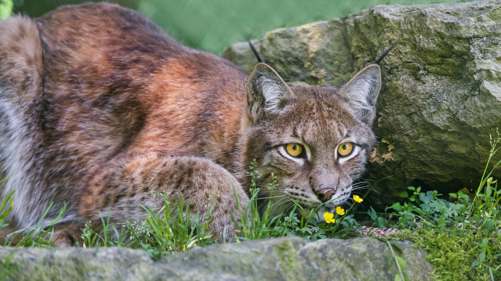 lince gato salvaje vista