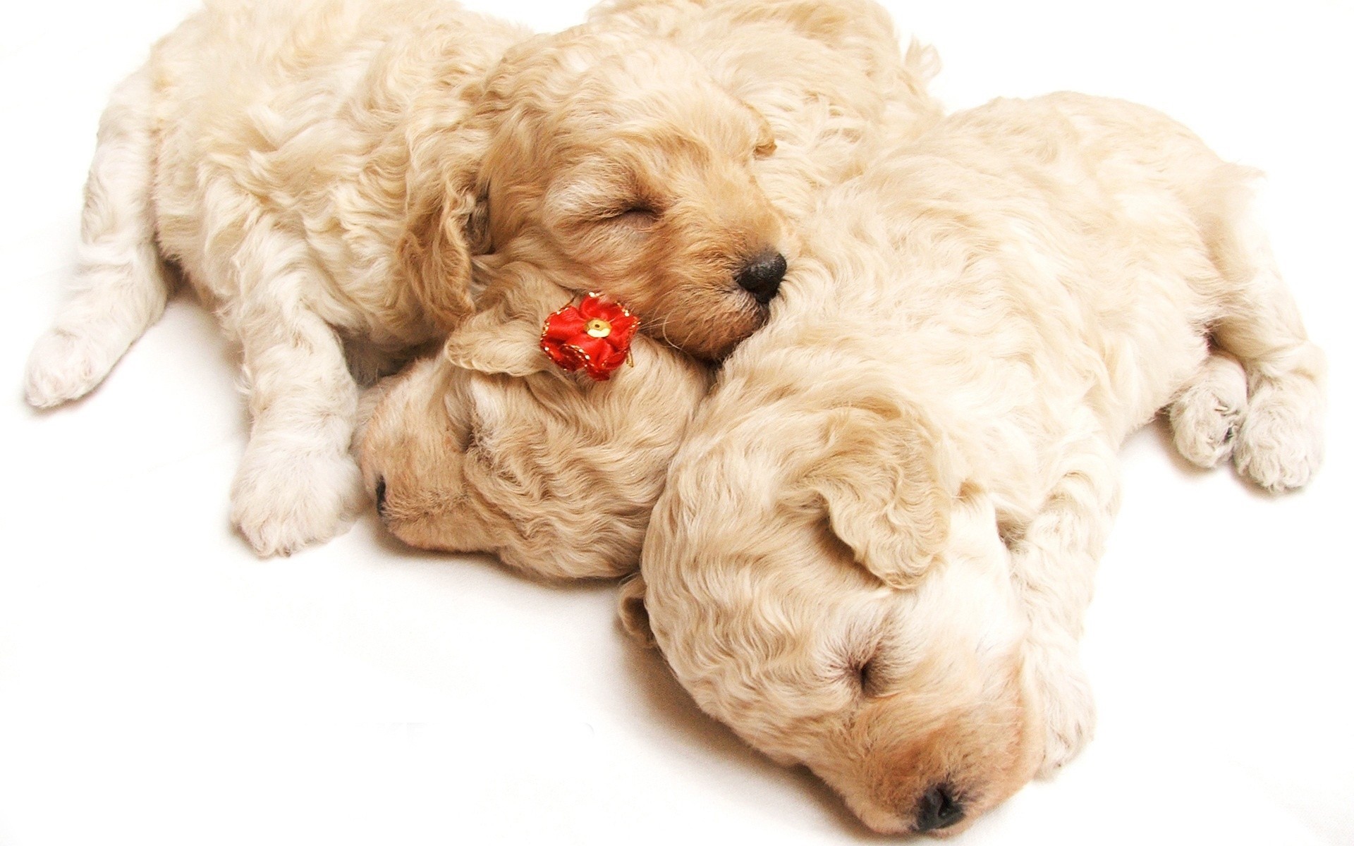 puppies bed tender white background dogs babe