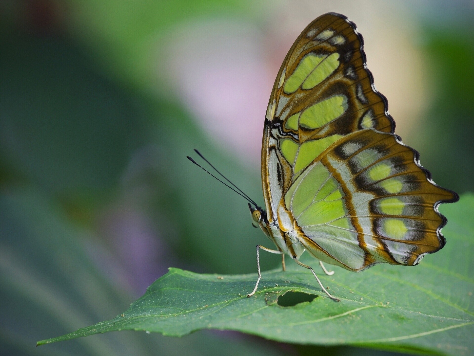 makro hintergrundbeleuchtung blatt