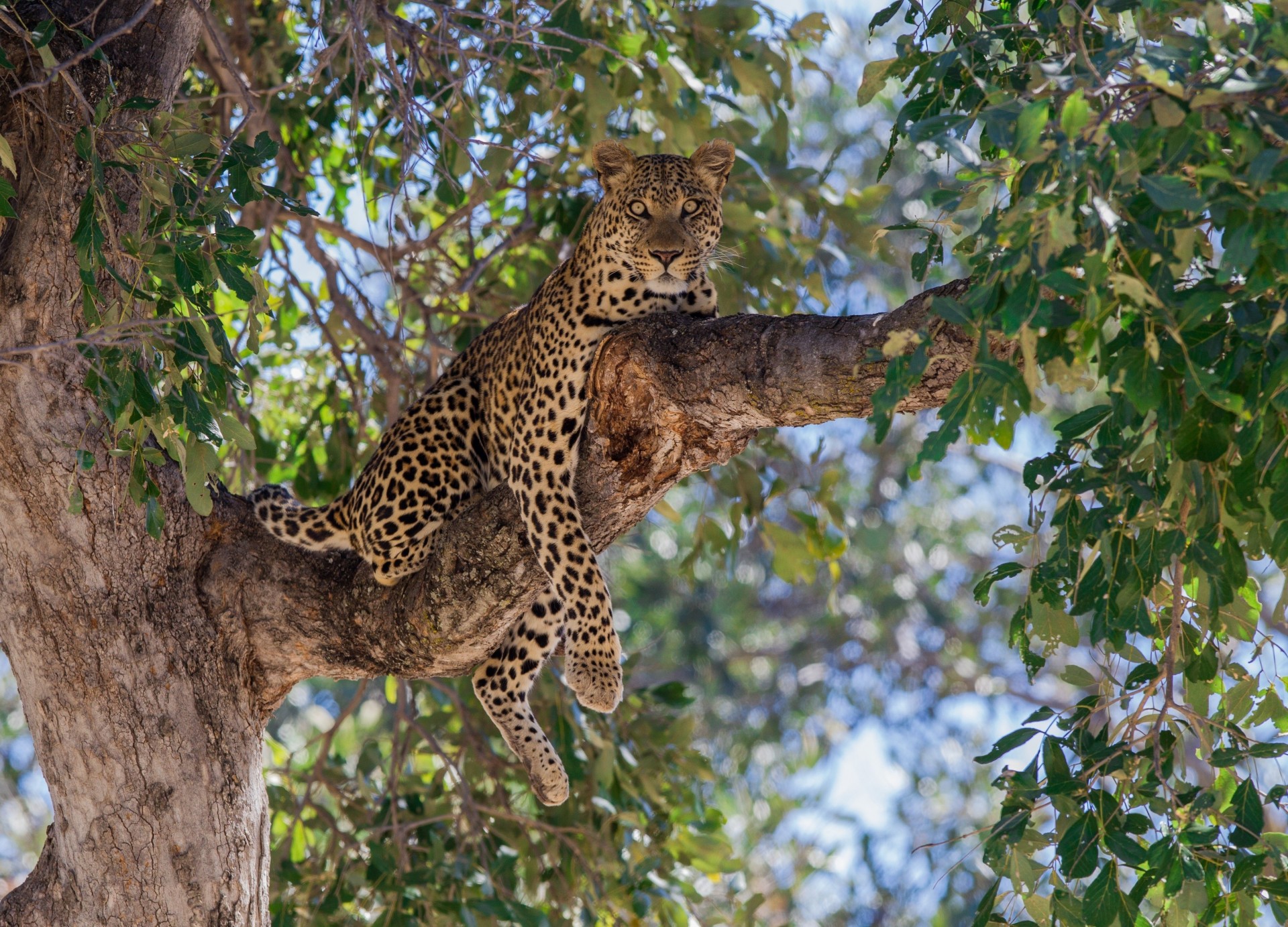 feuillage léopard prédateur arbre repos branche chat sauvage