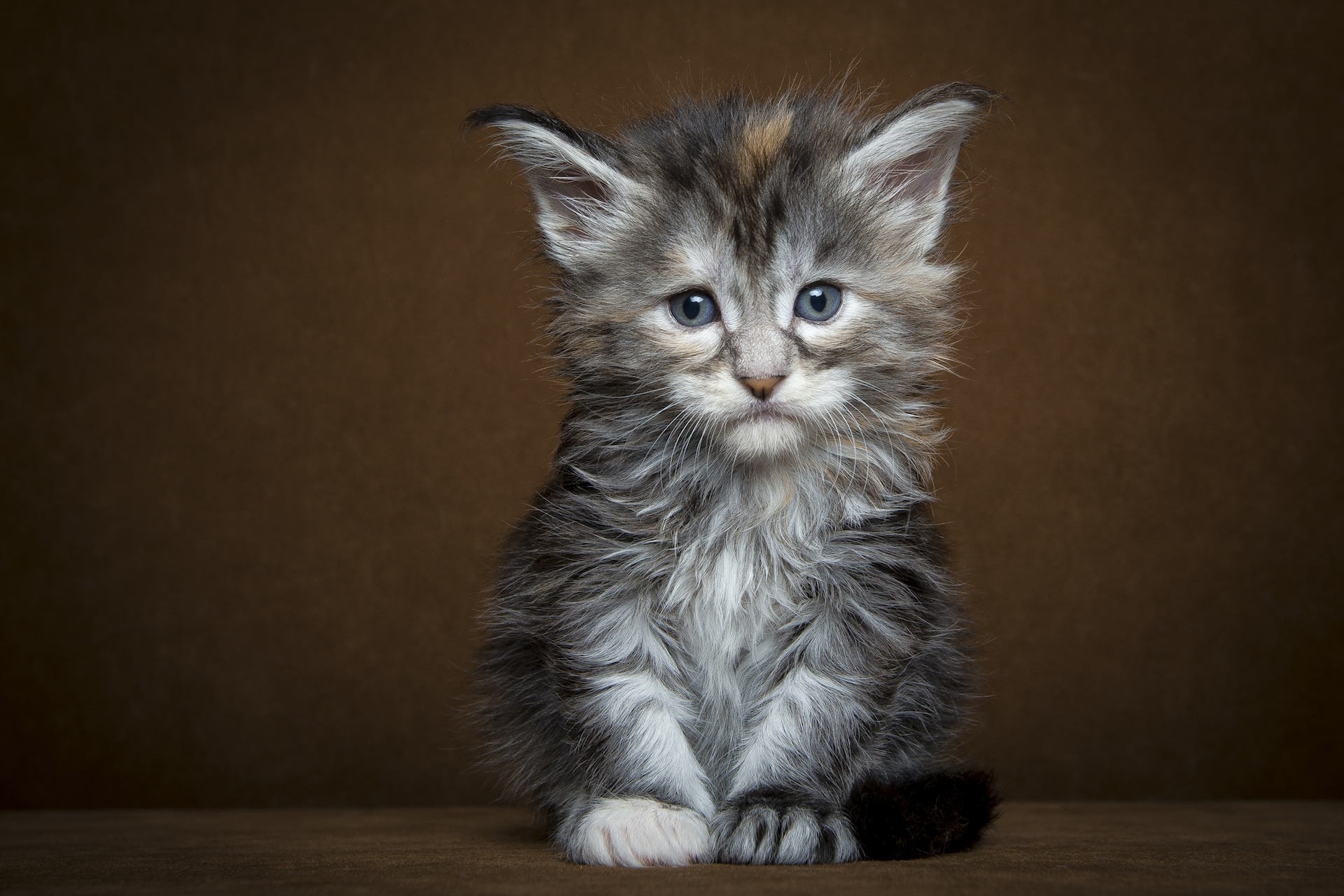 chat vue cheval de shire