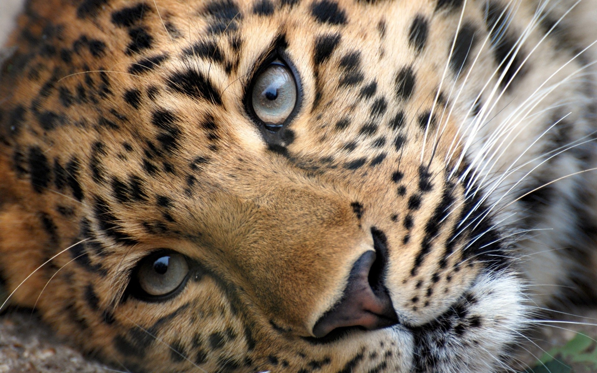 mentiras dientes leopardo