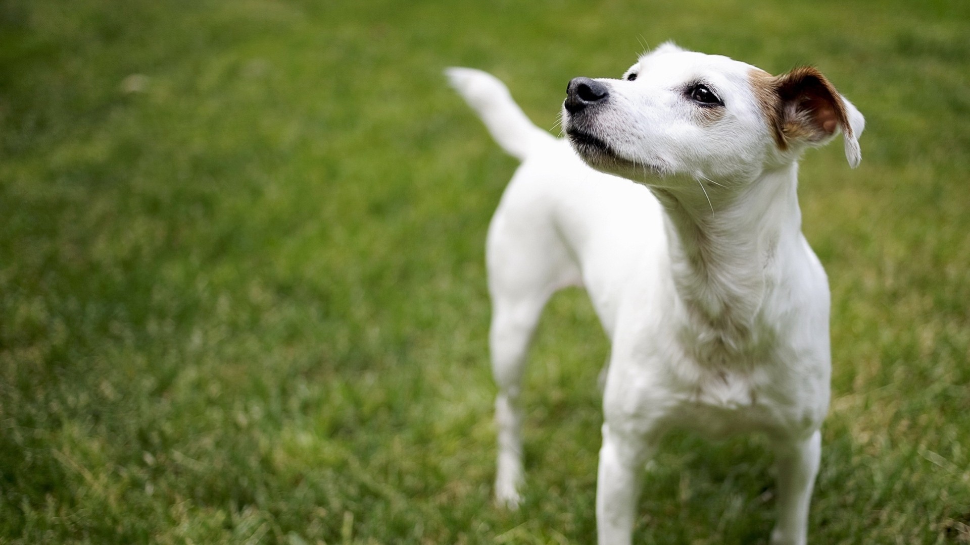 perro amigo hierba paseo