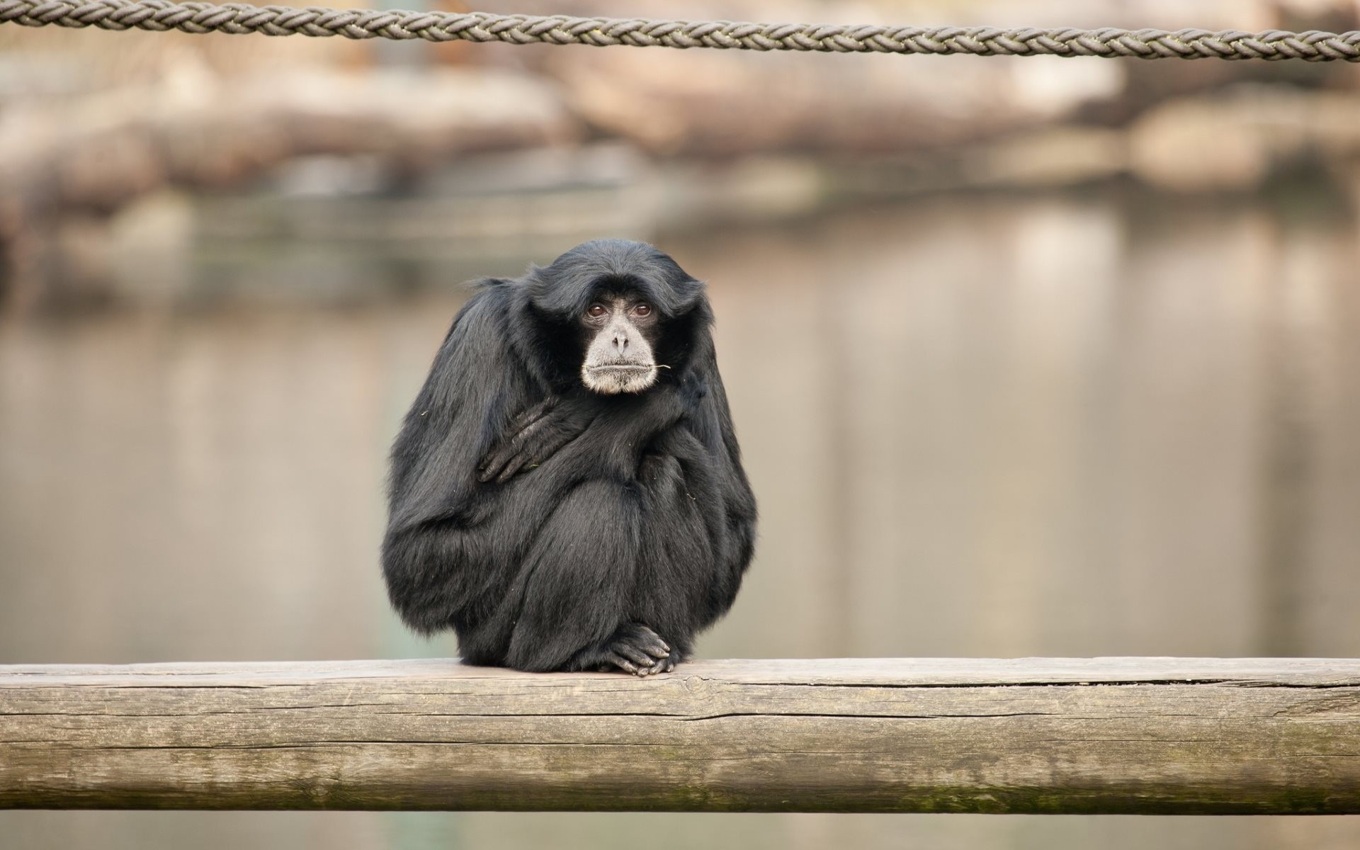 siamang primates