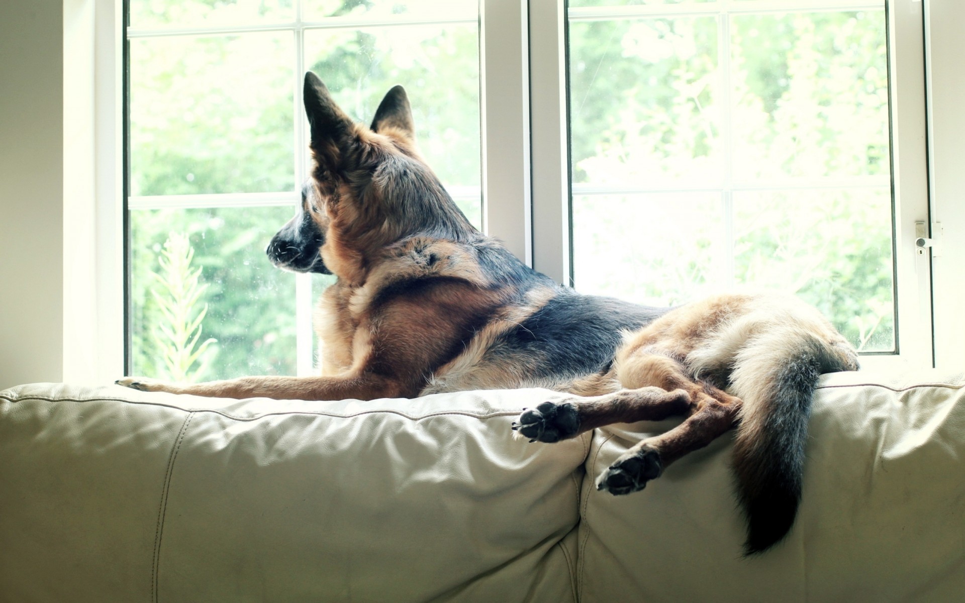 animal berger allemand chien regarder