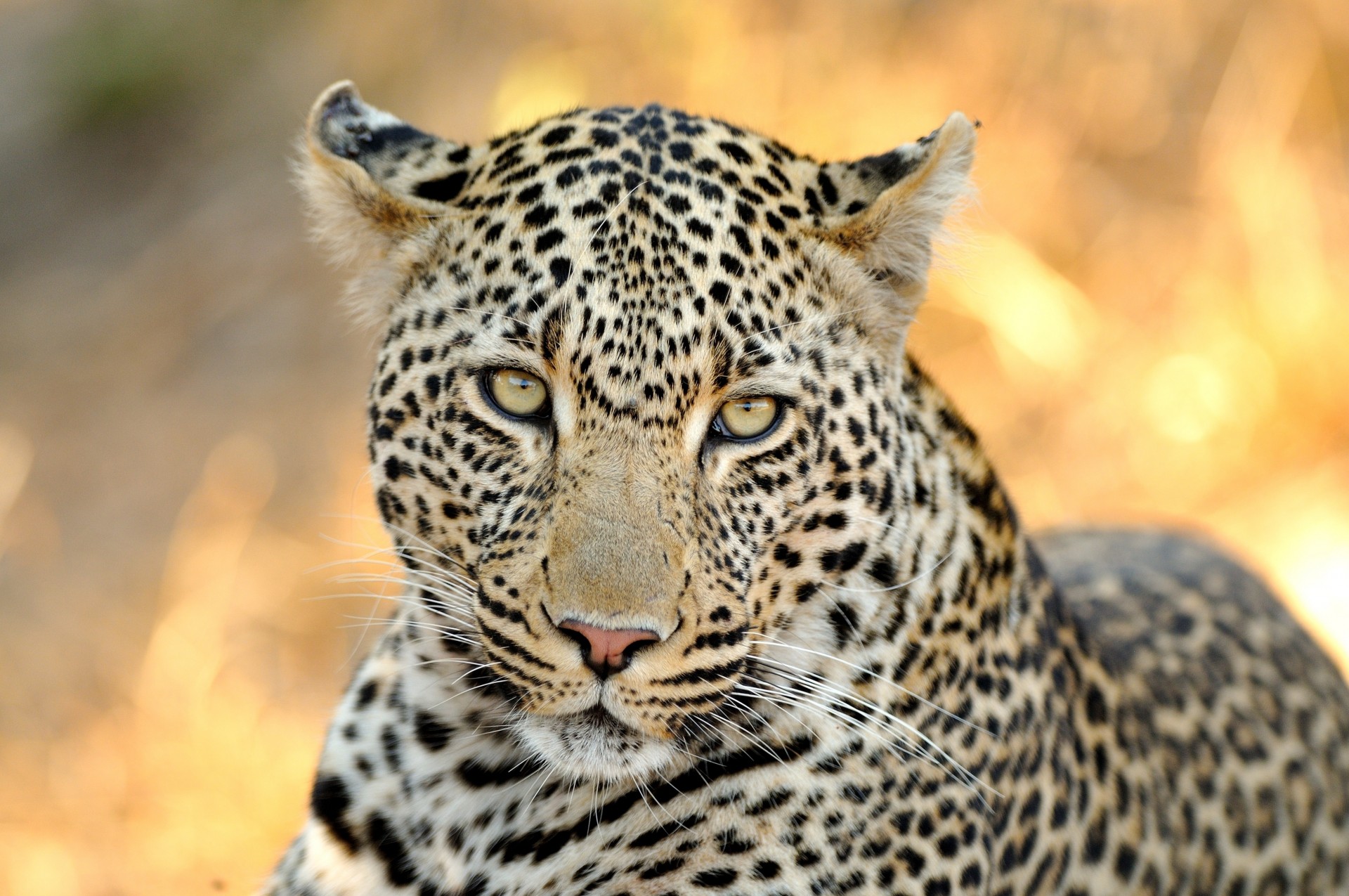 denti gatto selvatico leopardo