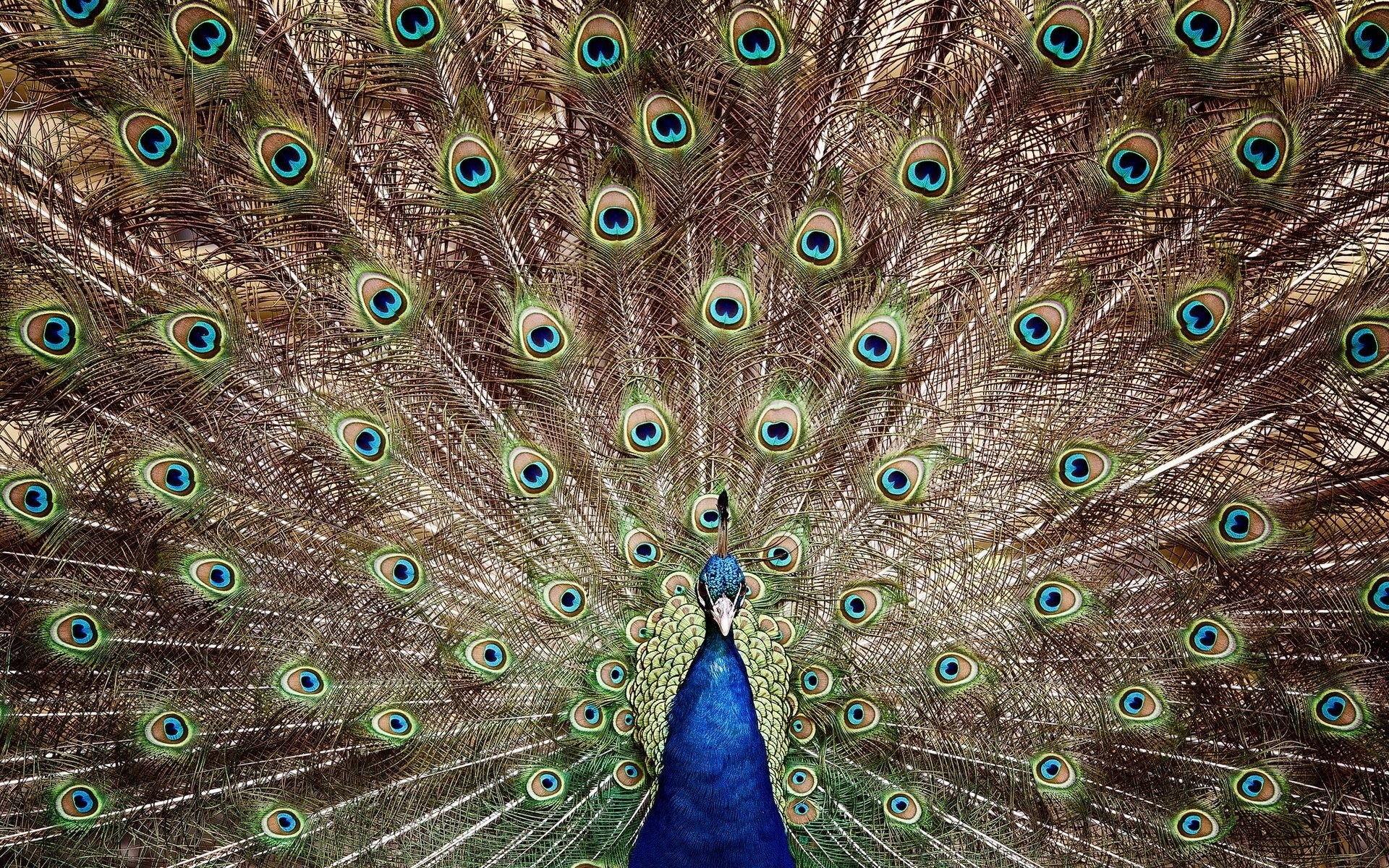 pavo real plumas plumaje