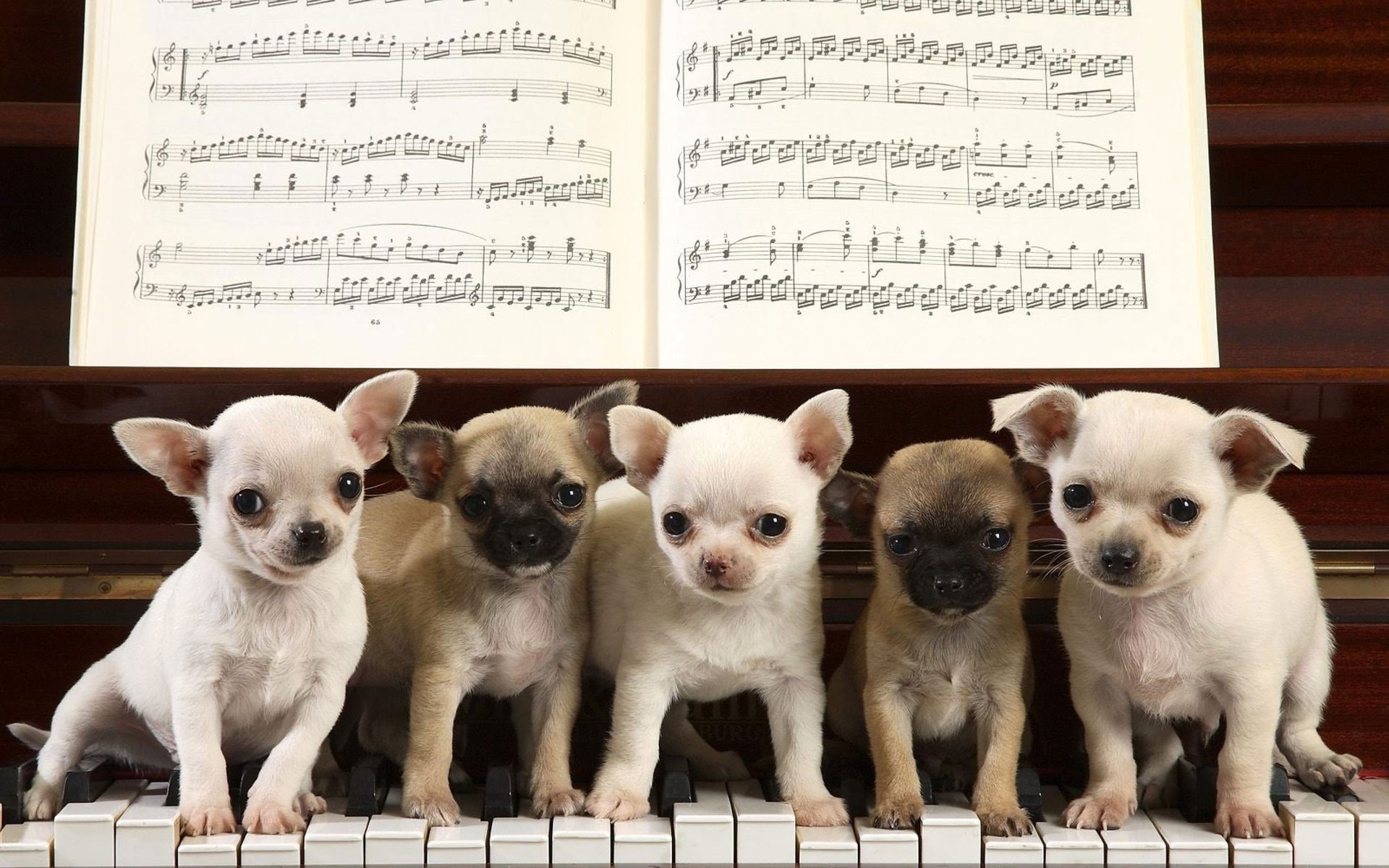 key piano notes puppies musician