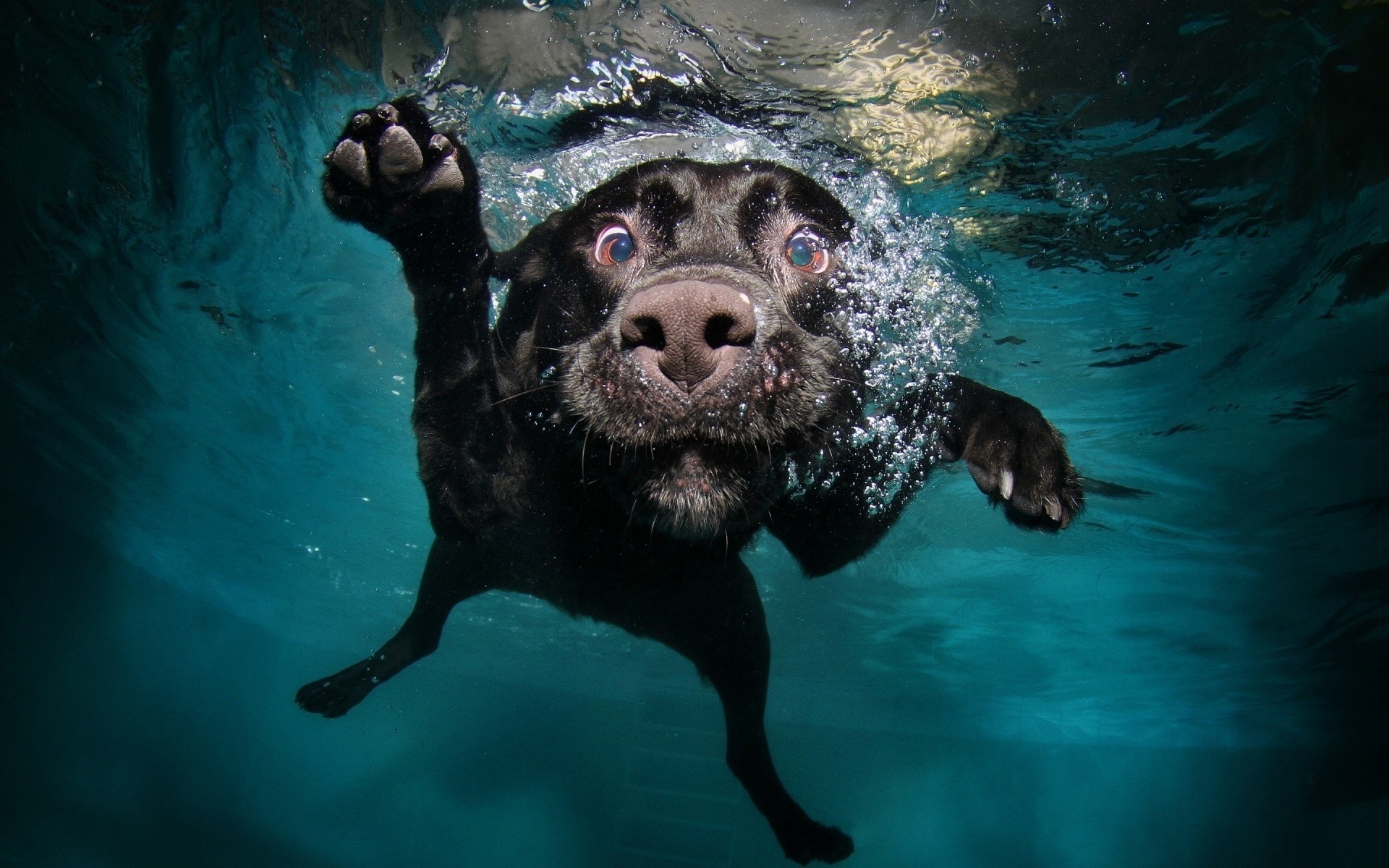 cane amico pennellate bolle acqua