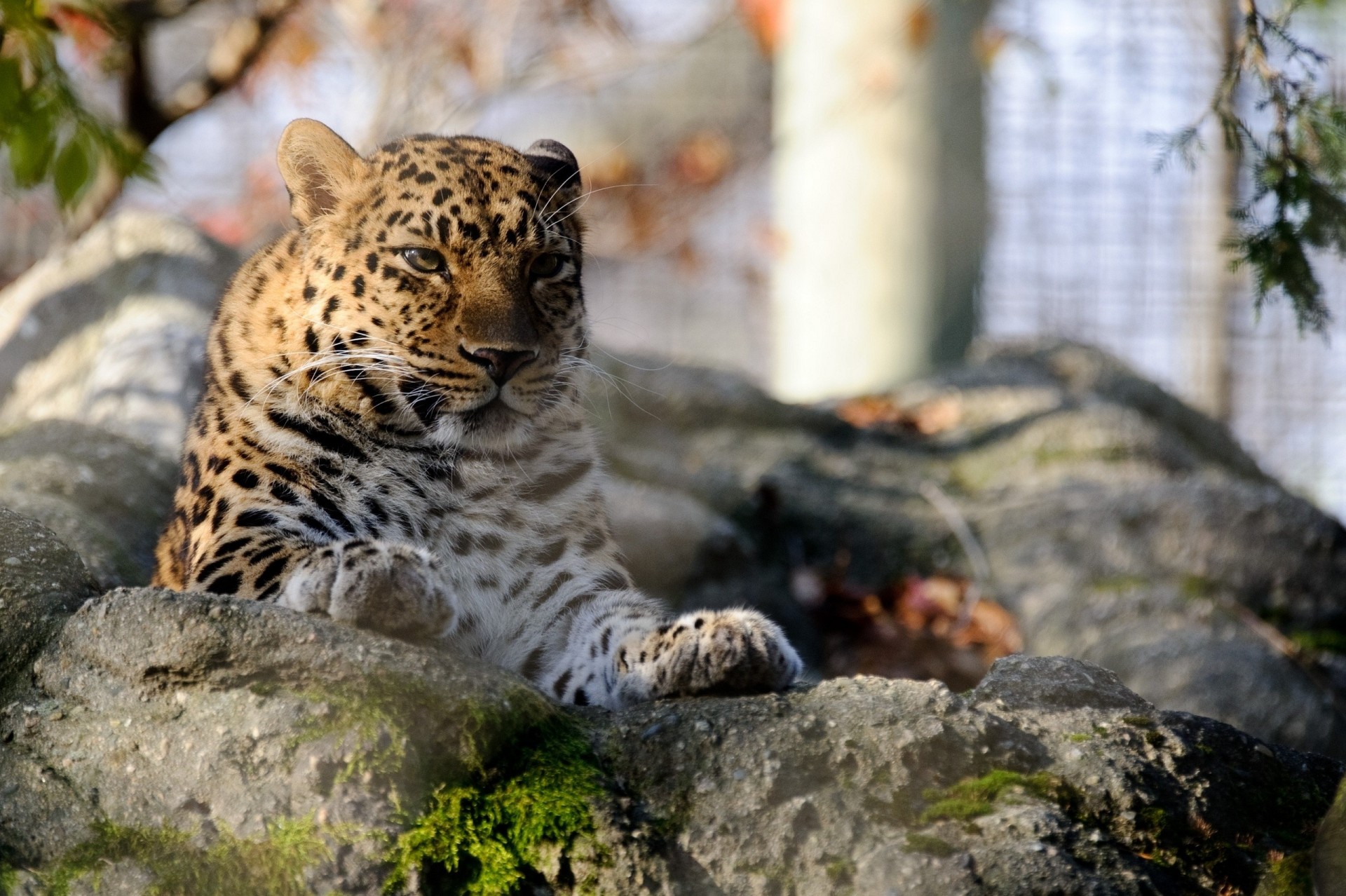 chat sauvage léopard