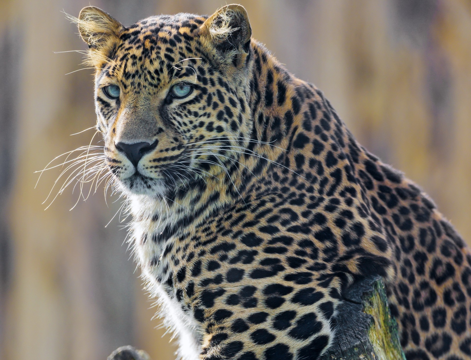 leopard young poses men branch