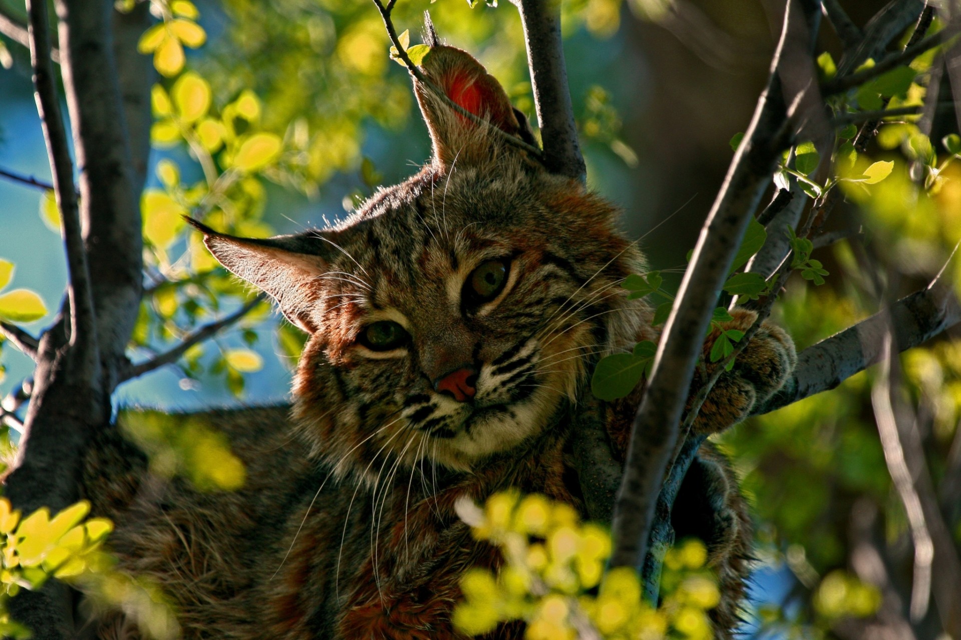 lynx cat views predator tree