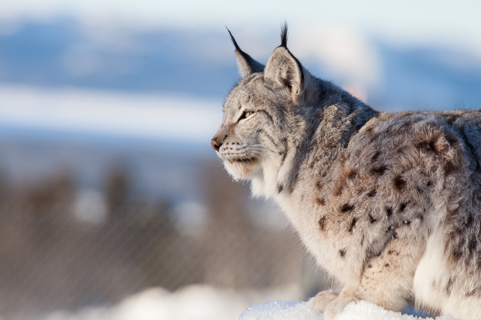 lince gatto selvatico