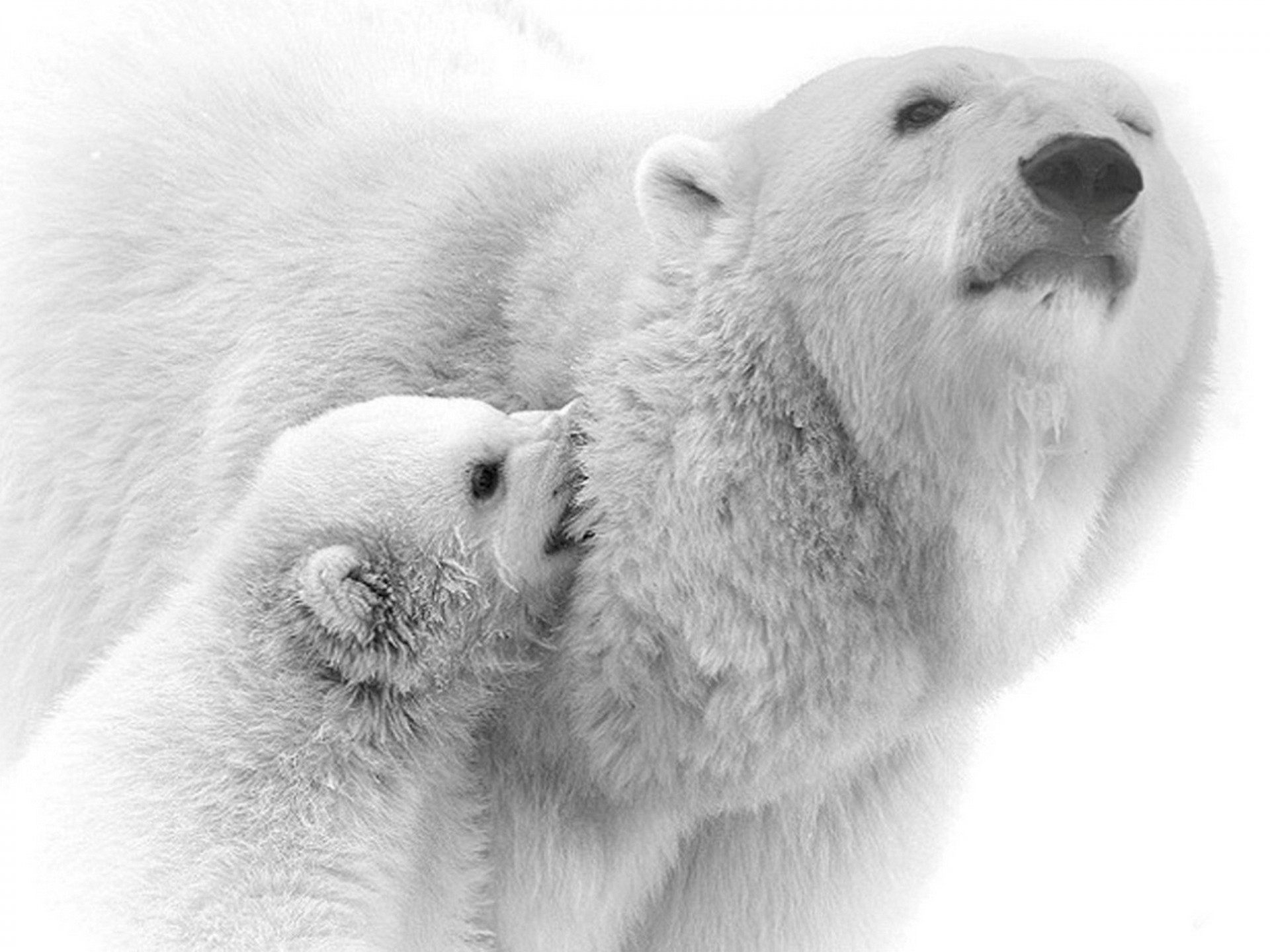 fond animaux blanc ours